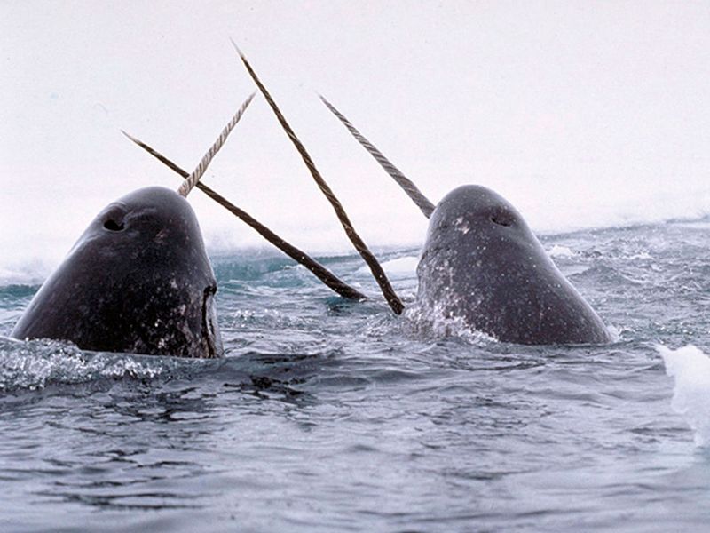 Narwhal's Tusk