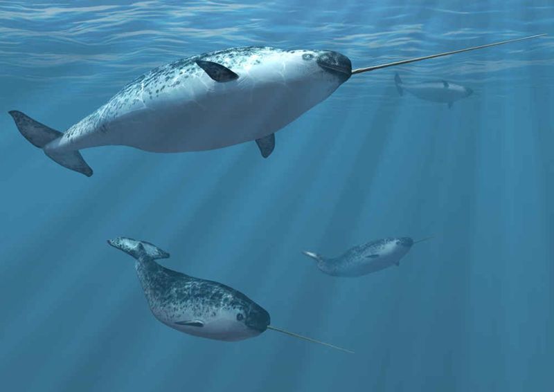 Narwhal's Tusk Mystery