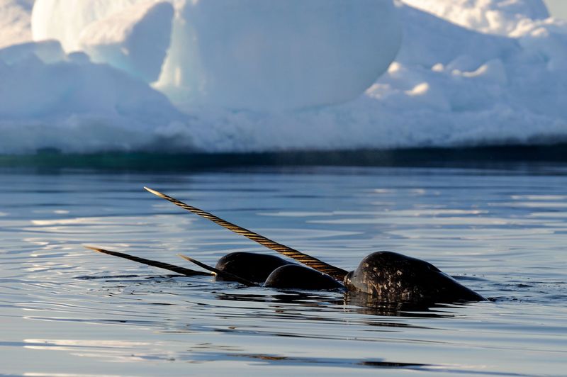 Narwhal Tusk Mystery