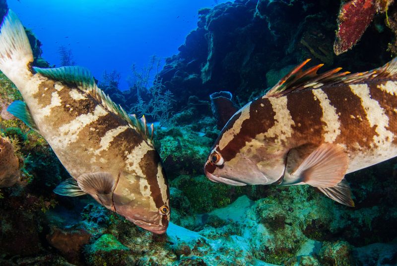 Nassau Grouper