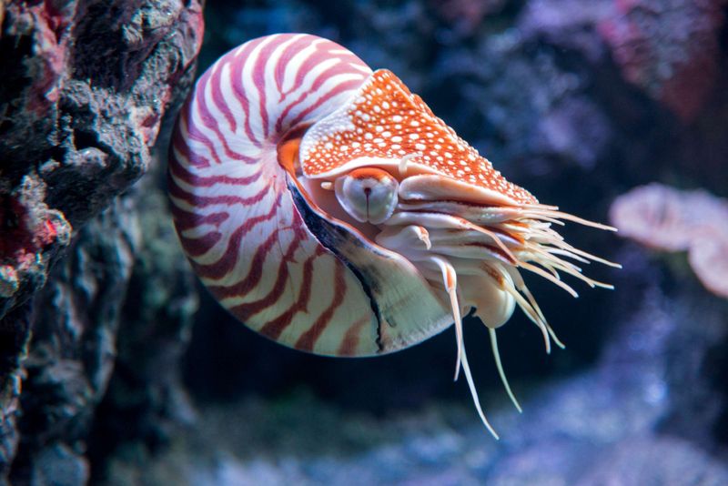 Nautilus