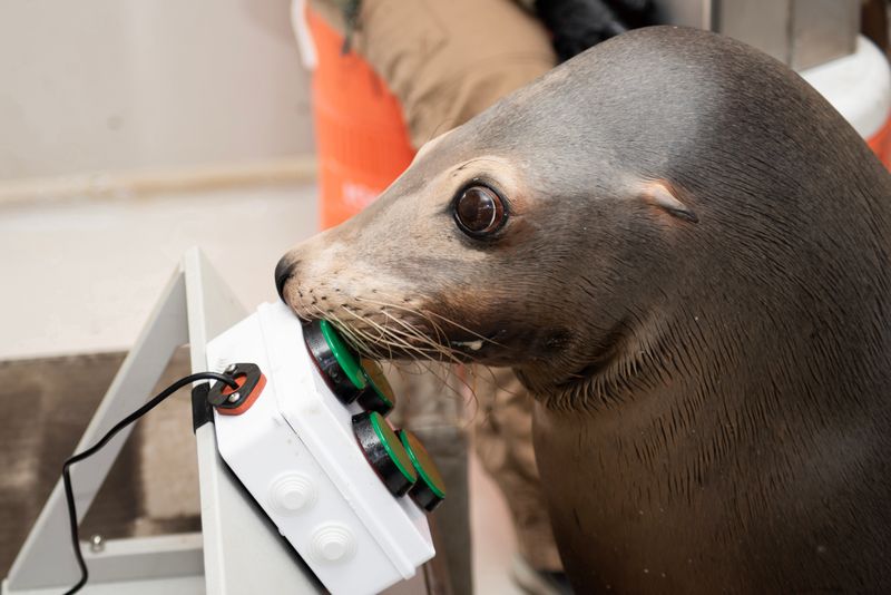 Navy the Sea Lion