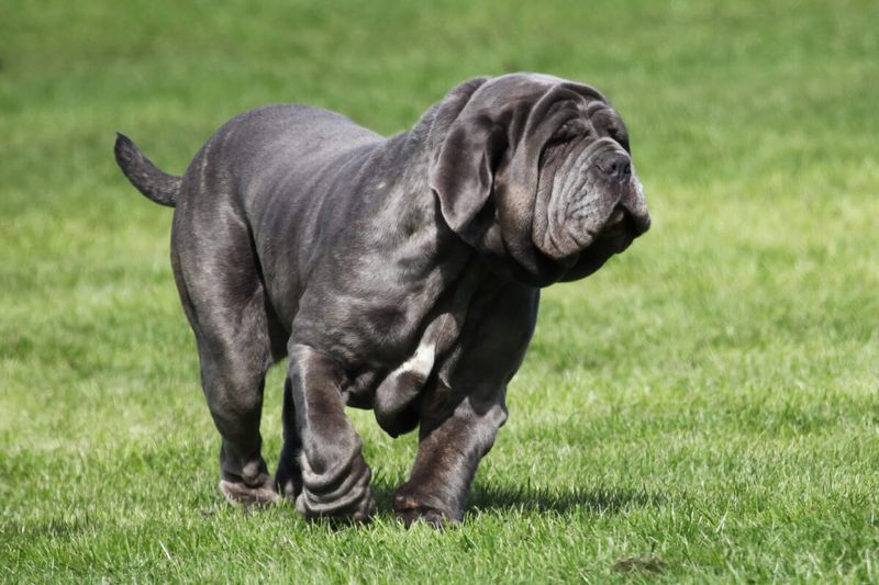 Neapolitan Mastiff