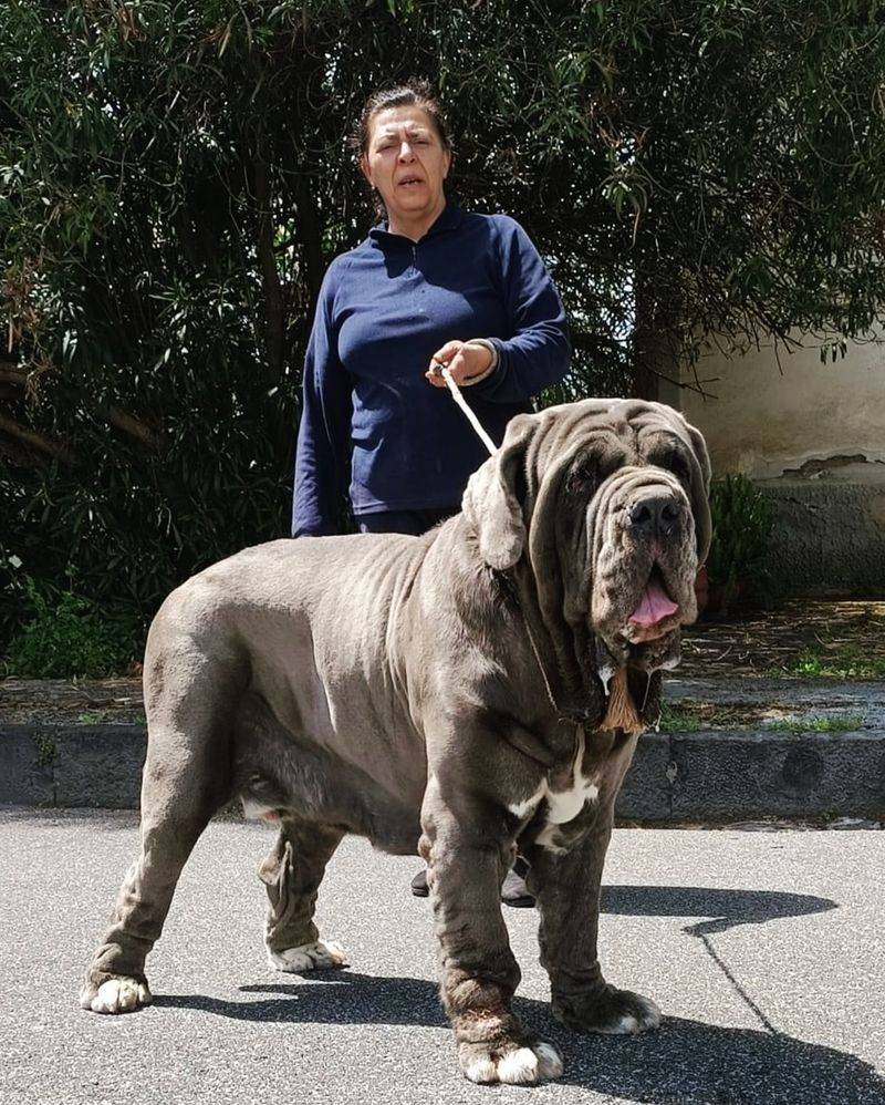 Neapolitan Mastiff