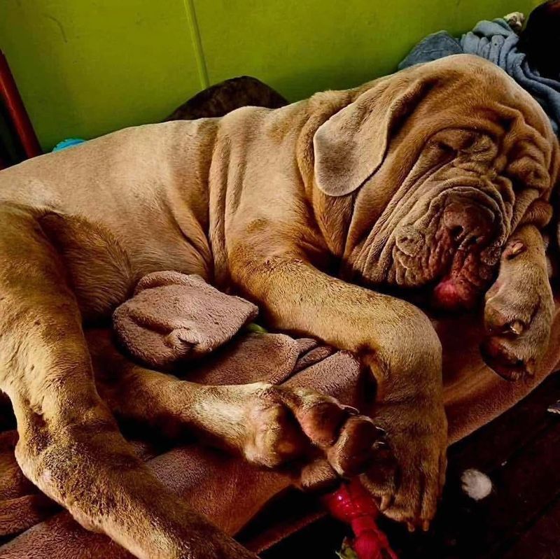 Neapolitan Mastiff