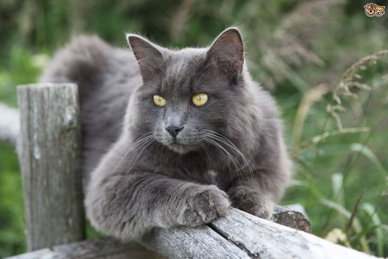 Nebelung