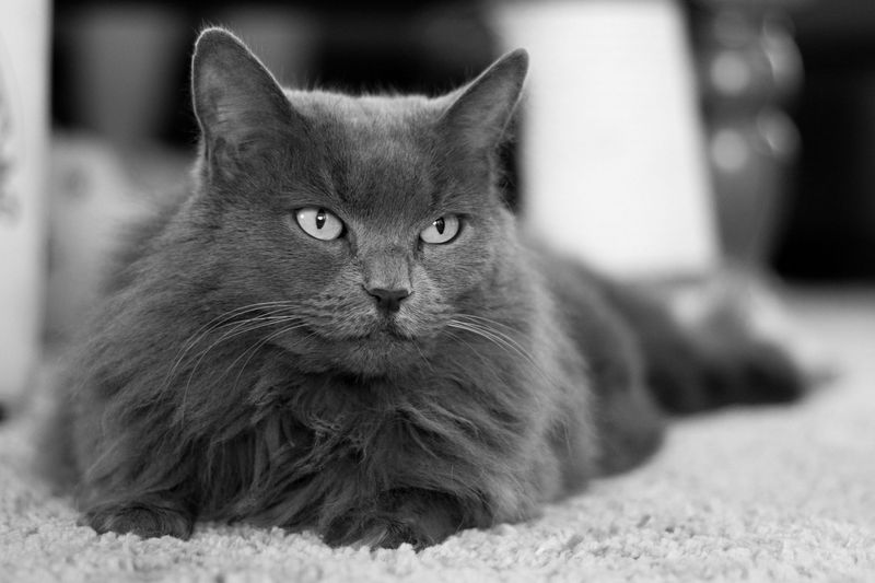 Nebelung