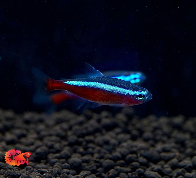 Neon Tetra