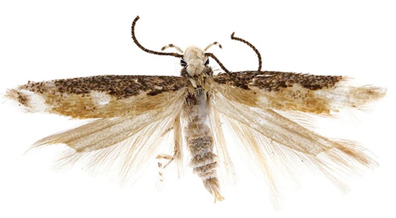 Neopalpa donaldtrumpi