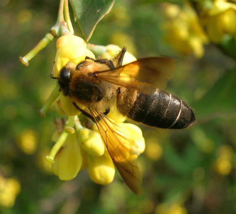 Nepal's Himalayan Honeybee