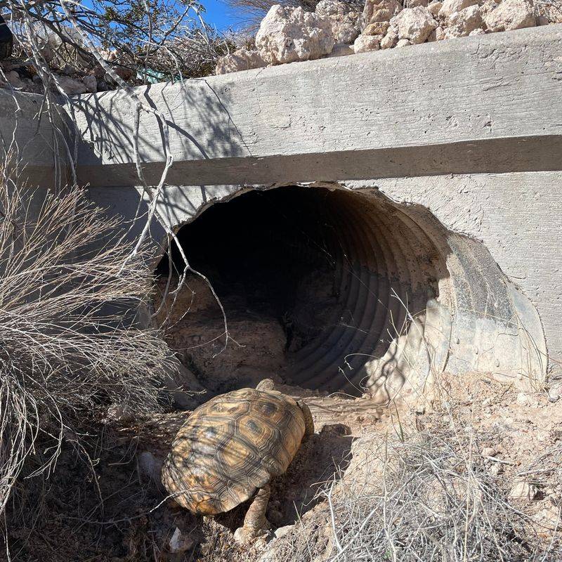 Nevada's Desert Tortoise Crossings