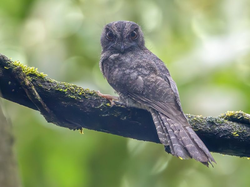 New Caledonian Owlet-nightjar