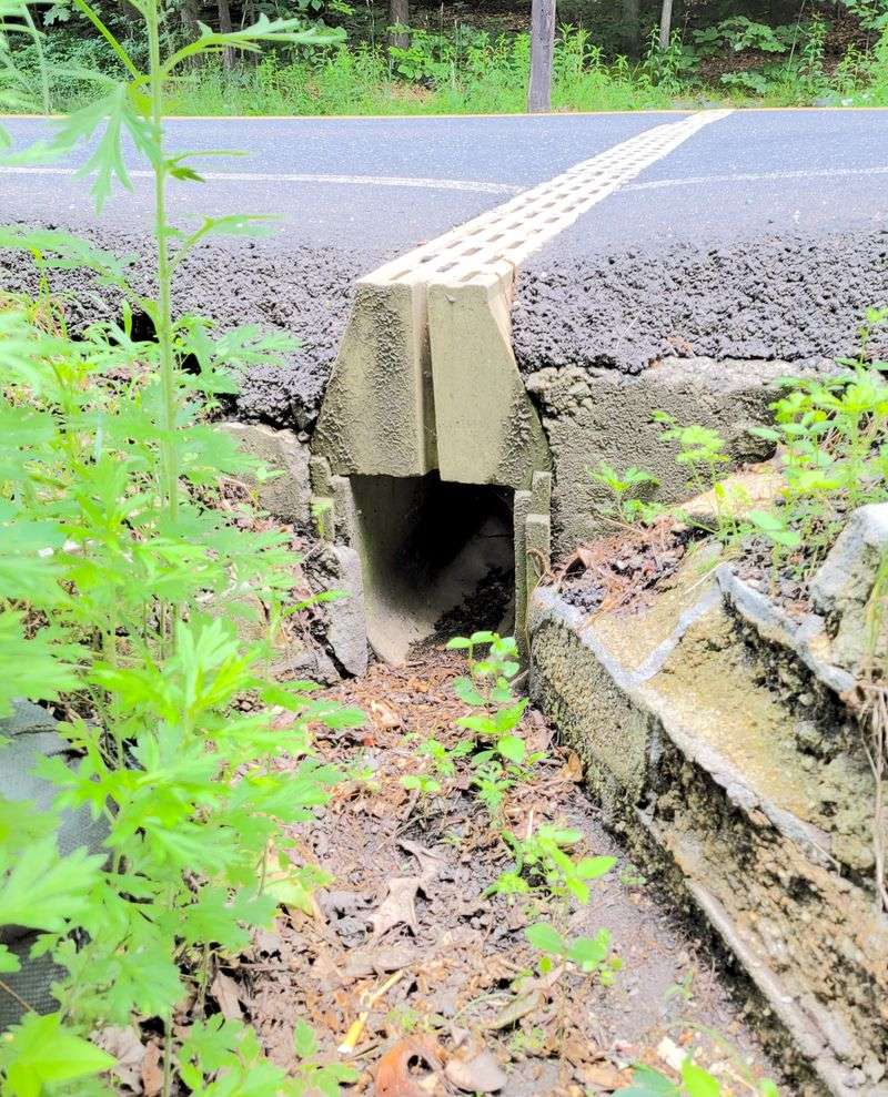 New Jersey's Salamander Tunnels