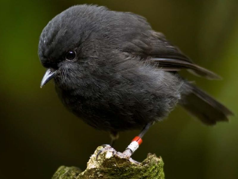 New Zealand's Black Robin