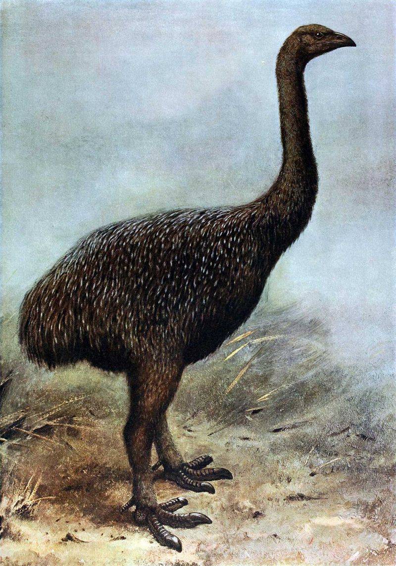 New Zealand Moa