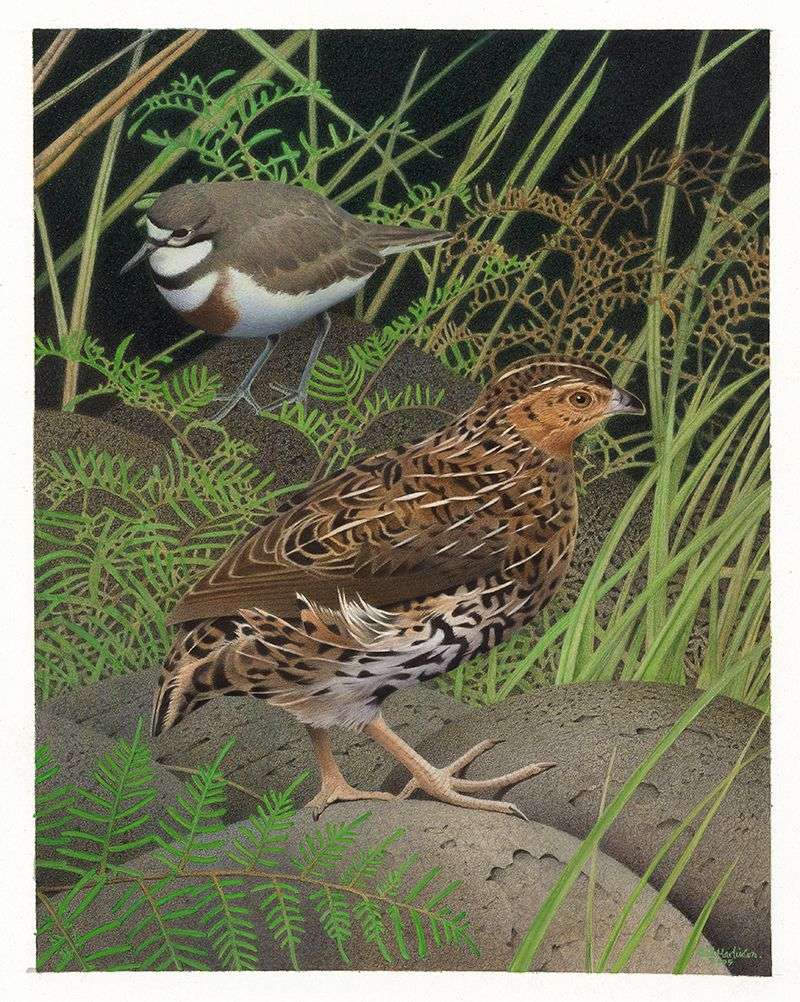 New Zealand Quail