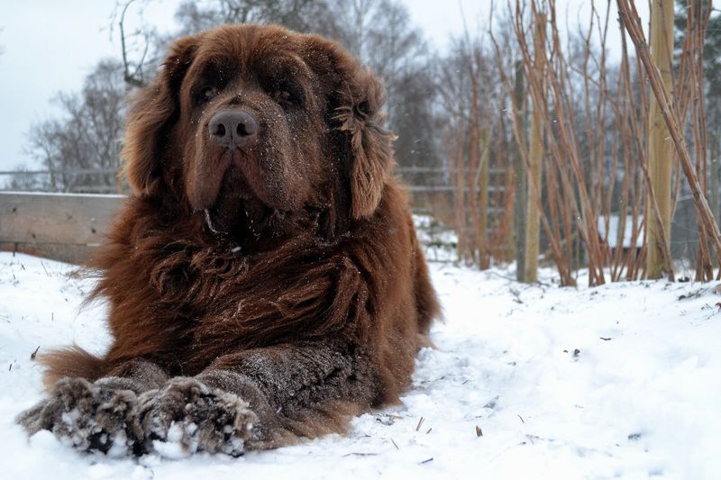 Newfoundland