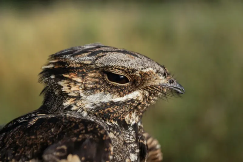 Nightjar