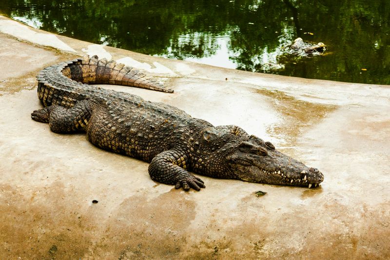 Nile Crocodile