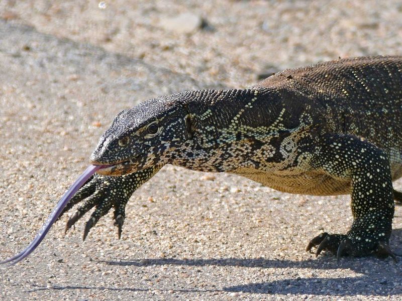 Nile Monitor