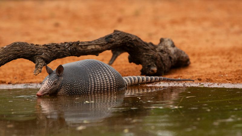 Nine-banded Armadillo