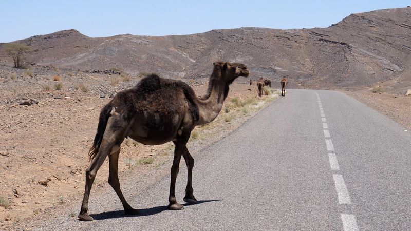 No Camels on Highways - Nevada, USA