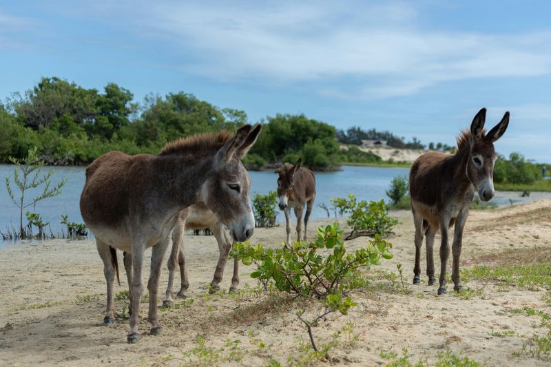 No Dieing Donkeys in Bathtubs - Arizona, USA