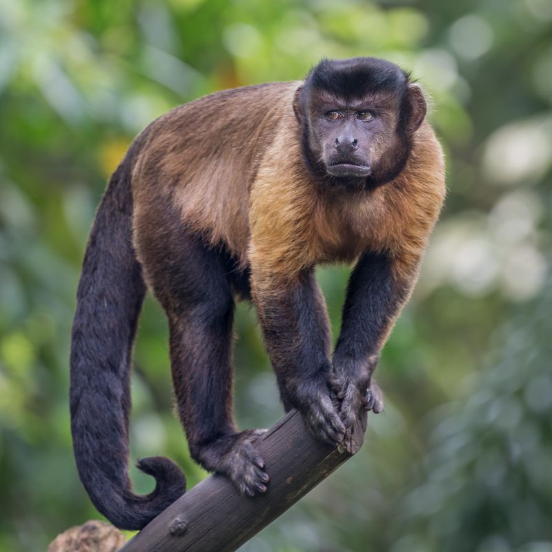 No Monkeys as Pets - Singapore