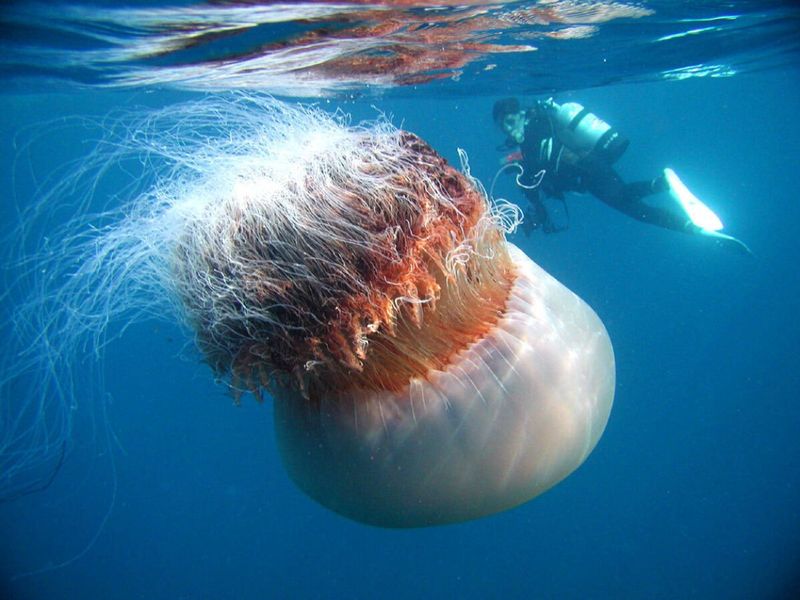 Nomura's Jellyfish