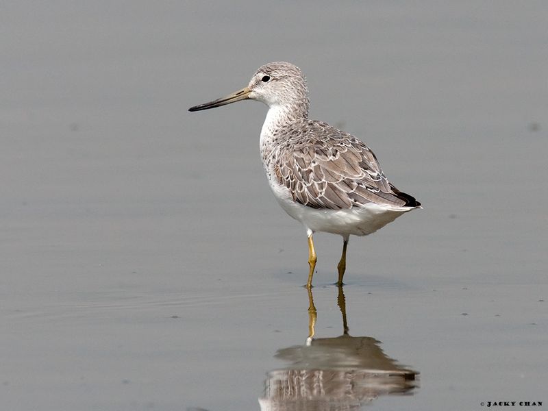 Nordmann's Greenshank