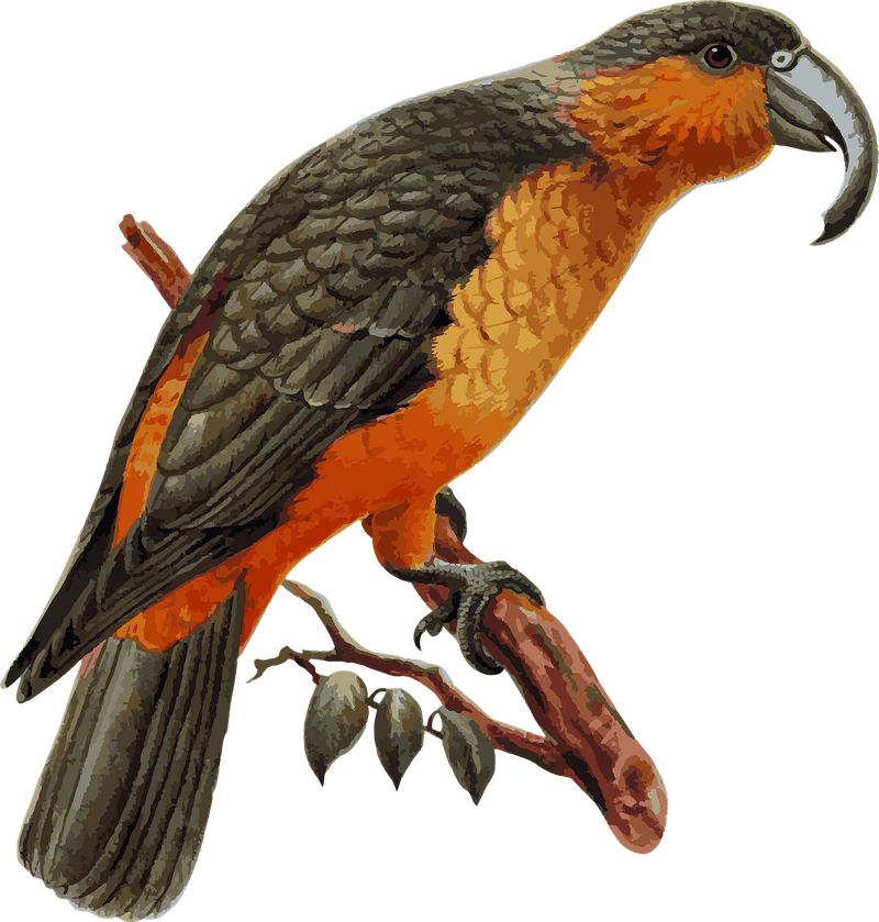 Norfolk Kākā