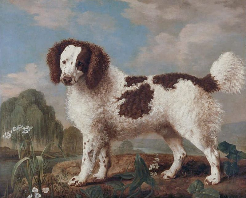 Norfolk Spaniel