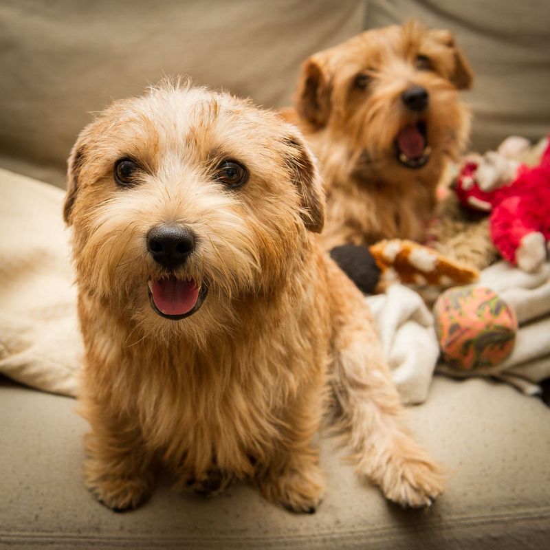 Norfolk Terrier