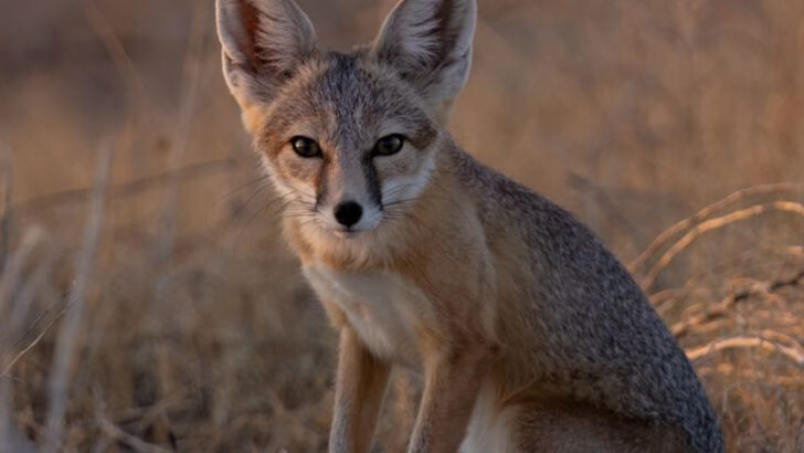 North American Animals That Are Disappearing