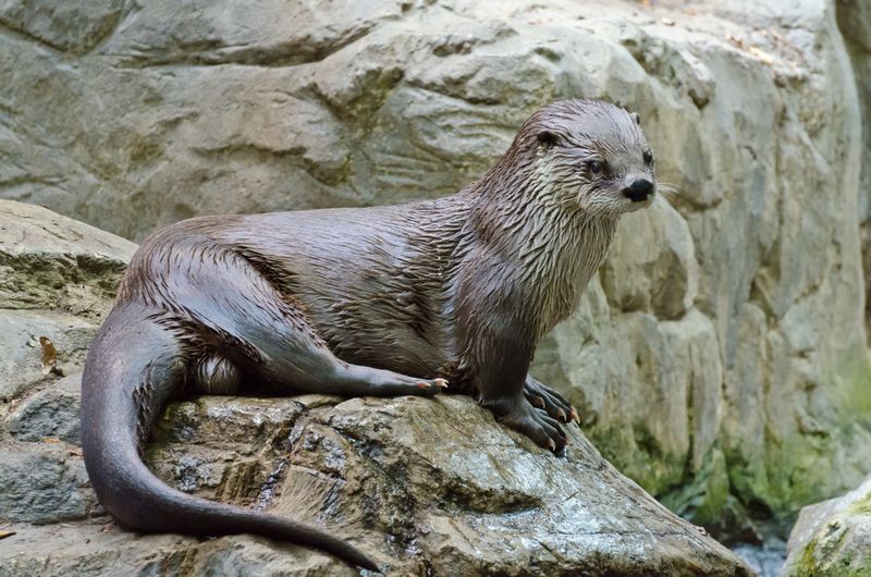 North American River Otter