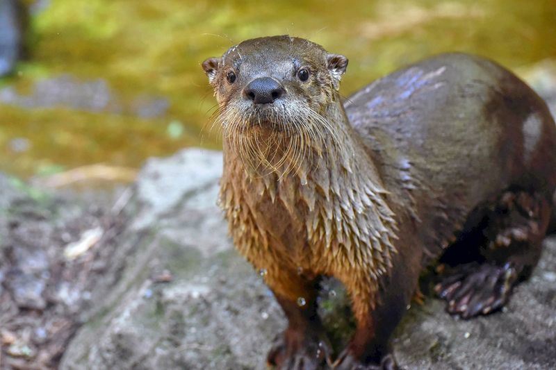 North American River Otter