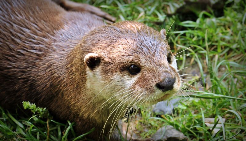 North American River Otter