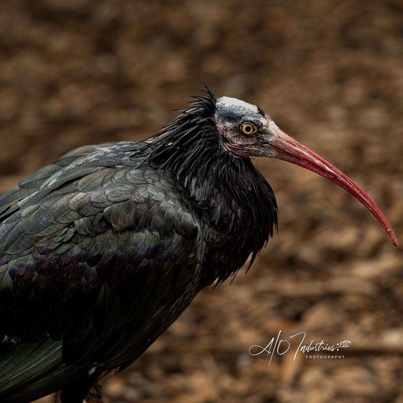 Northern Bald Ibis