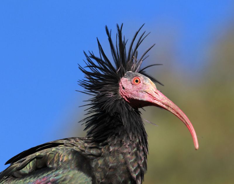 Northern Bald Ibis