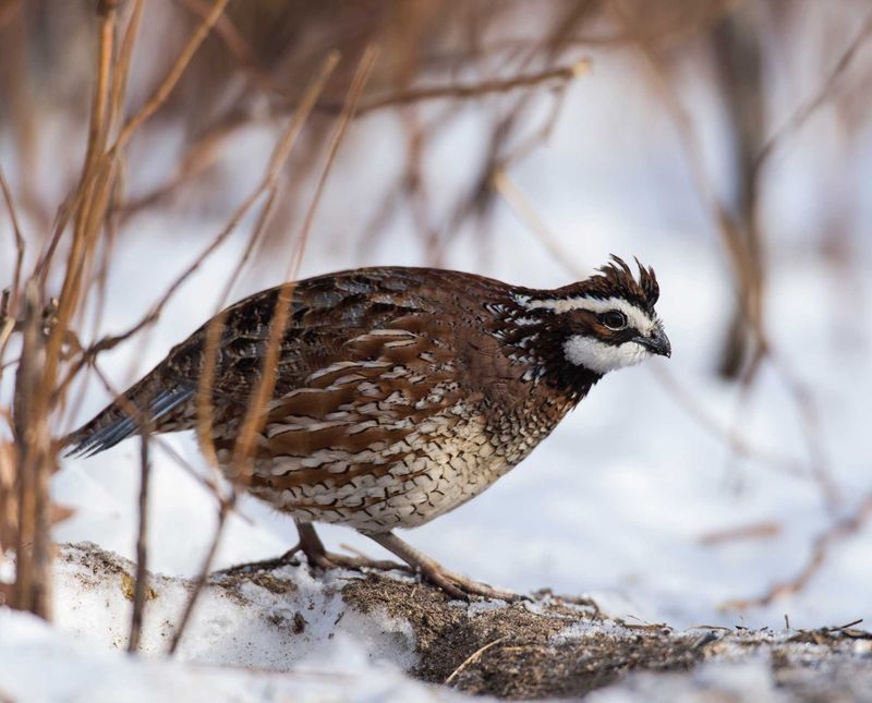 Northern Bobwhite Quail