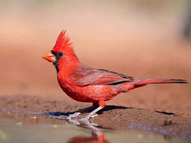 Northern Cardinal