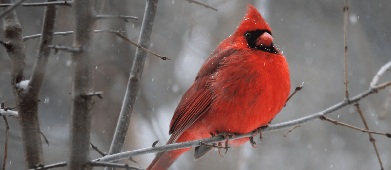 Northern Cardinal