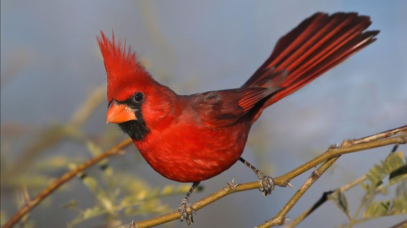 Northern Cardinal