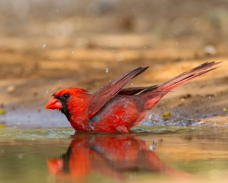 Northern Cardinal