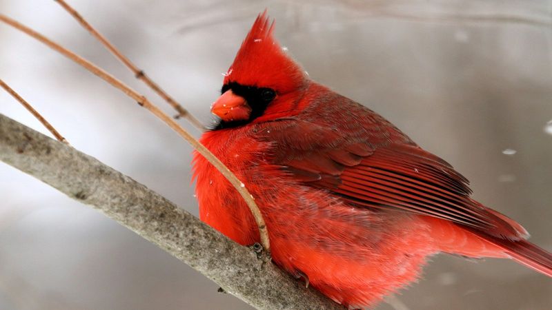 Northern Cardinal