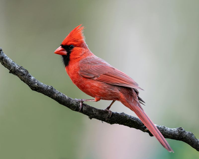 Northern Cardinal