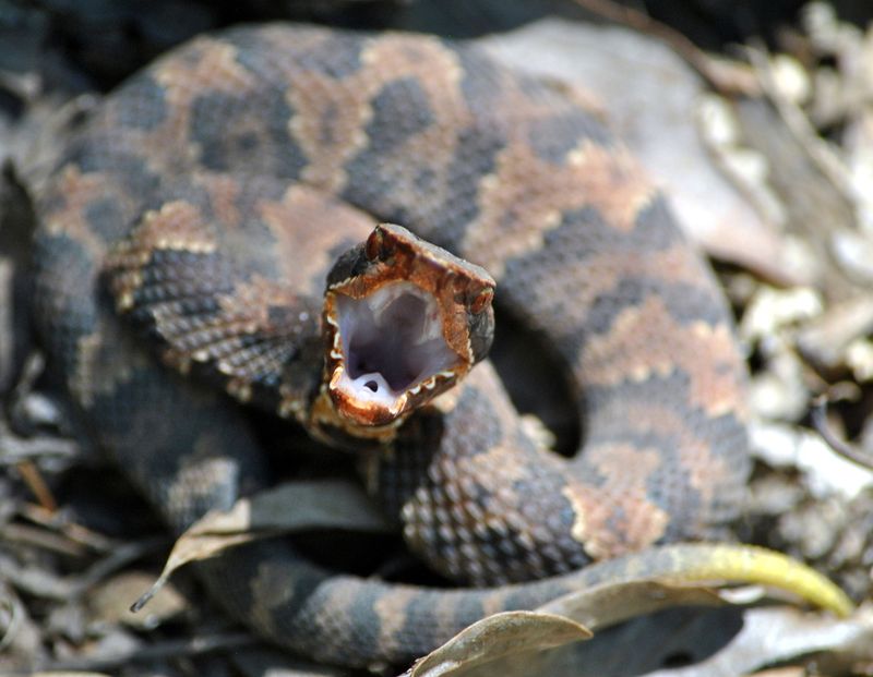 Northern Cottonmouth