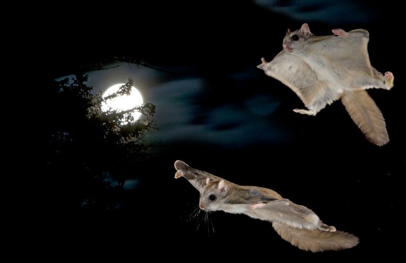 Northern Flying Squirrel