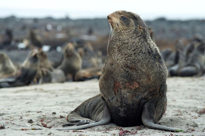 Northern Fur Seal