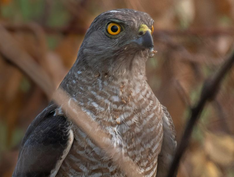 Northern Goshawk